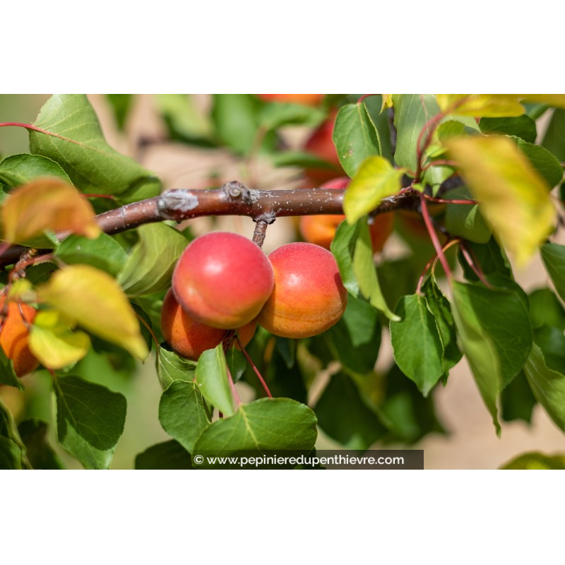 ABRICOTIER 'Rouge du Roussillon'