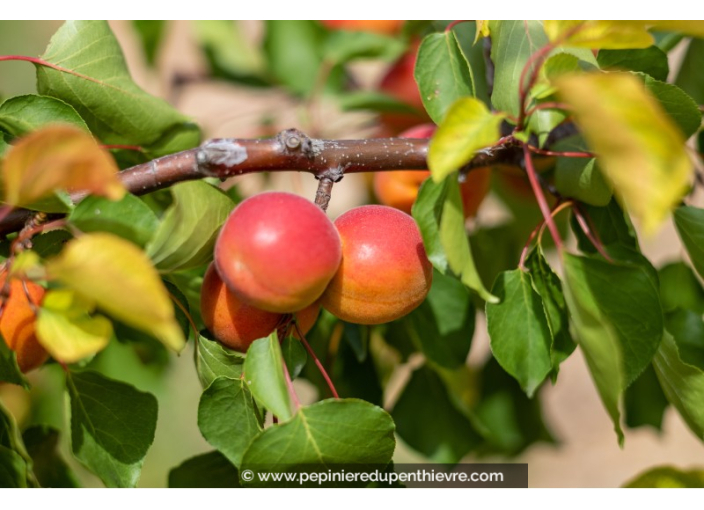 ABRICOTIER 'Rouge du Roussillon'