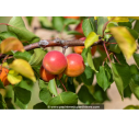 ABRICOTIER 'Rouge du Roussillon'