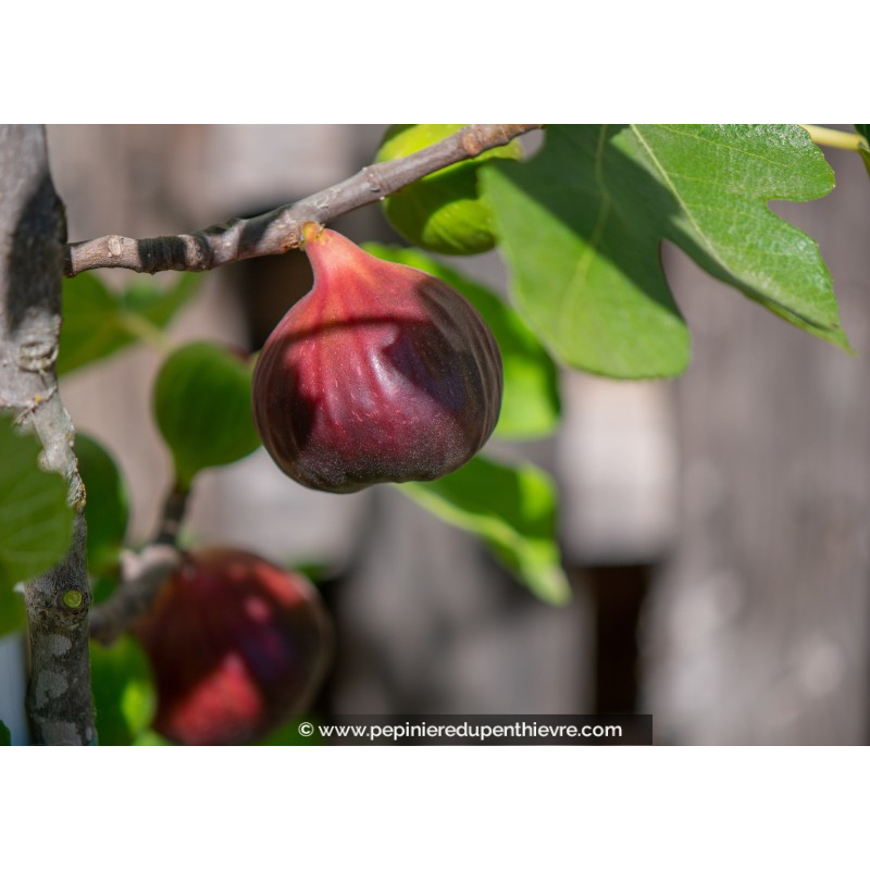 FIGUIER 'Brown Turkey'