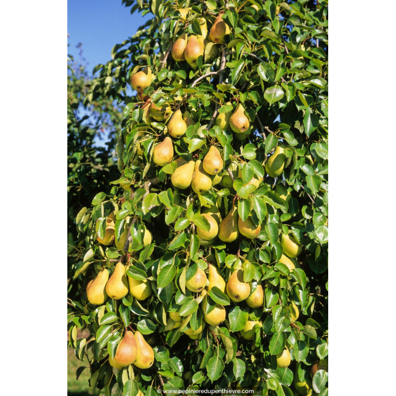 POIRIER 'Curé'
