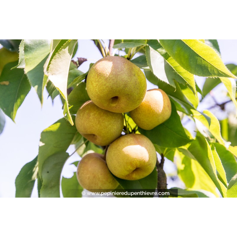 POIRIER asiatique - NASHI 'Hosui'
