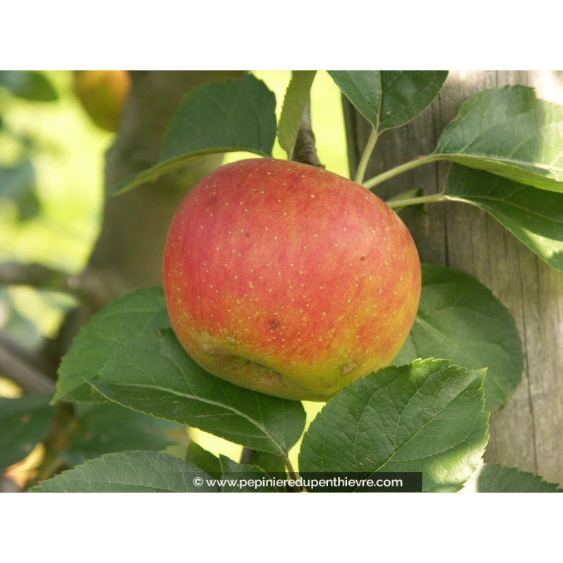 POMMIER 'Benedictin'