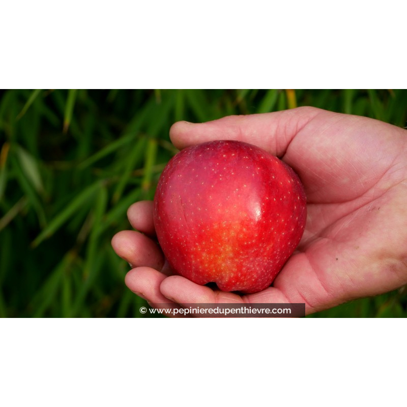 POMMIER 'Starking Delicious'