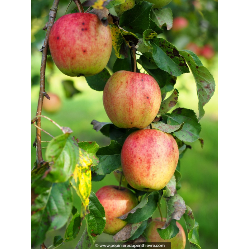 POMMIER 'Royal Gala'®