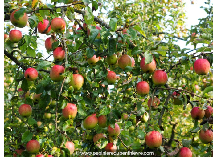 POMMIER 'Royal Gala'®