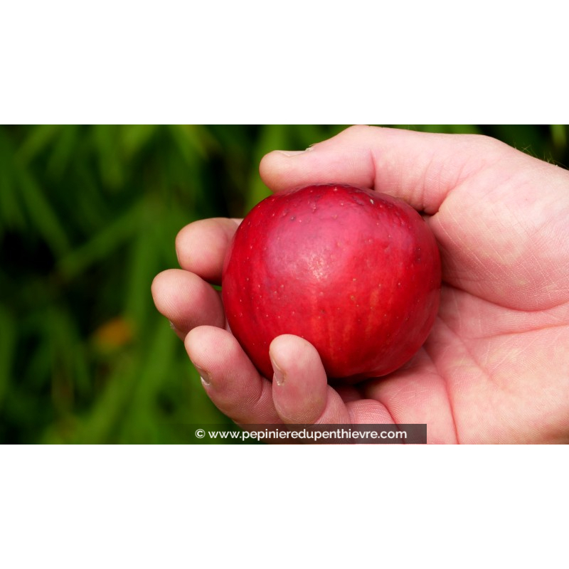 POMMIER 'Calville Rouge d'Hiver'