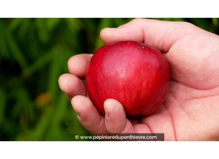 POMMIER 'Calville Rouge d'Hiver'