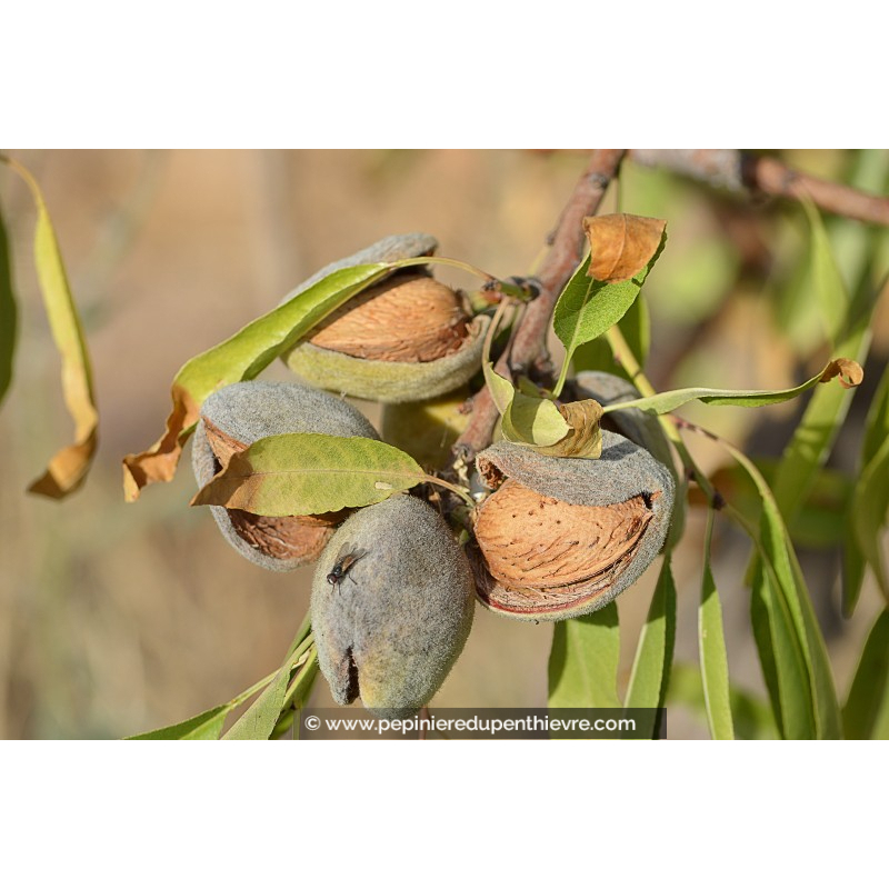 AMANDIER 'Princesse'