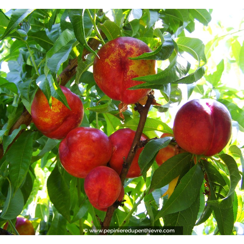 NECTARINIER 'Morton'