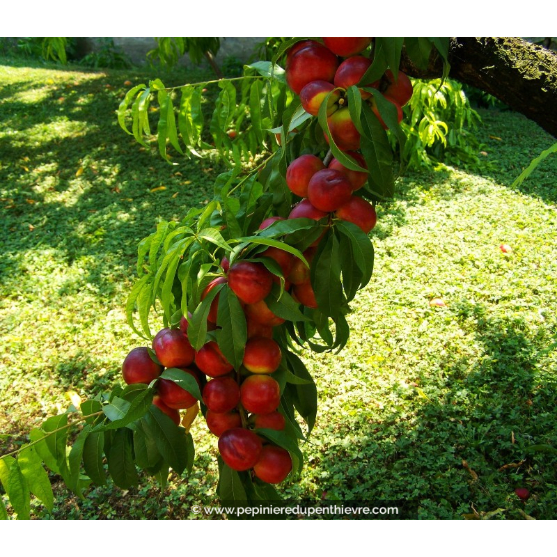 BRUGNONIER 'Nectared 6'