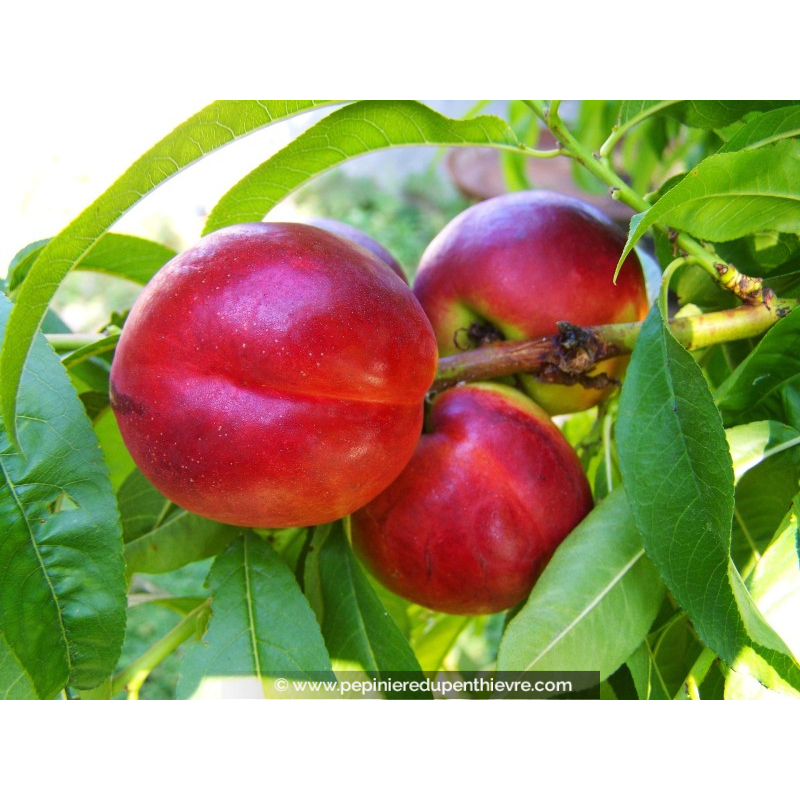 NECTARINIER 'Nectarose'