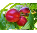 NECTARINIER 'Nectarose' NECTARINIER 'Nectarose'