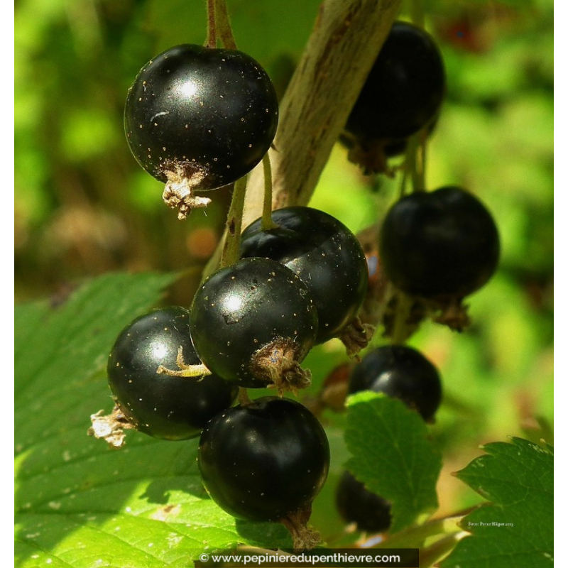CASSISSIER 'Black Down'