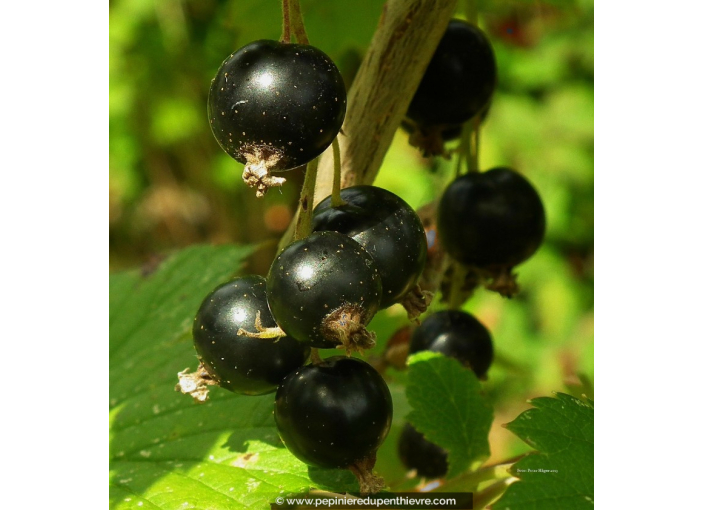 CASSISSIER 'Black Down'