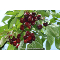 CERISIER bigarreau 'Moreau'
CERISIER bigarreau \'Moreau\'