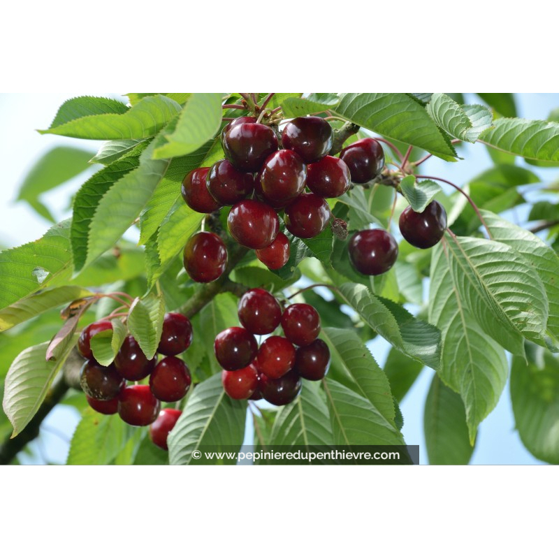 CERISIER bigarreau 'Moreau'