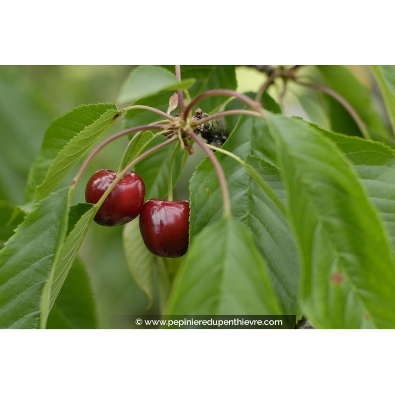 CERISIER bigarreau 'Reverchon'