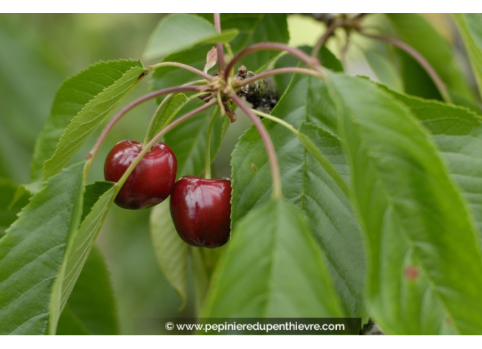 CERISIER bigarreau 'Reverchon'