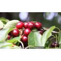 CERISIER bigarreau 'Van'
CERISIER bigarreau \'Van\'