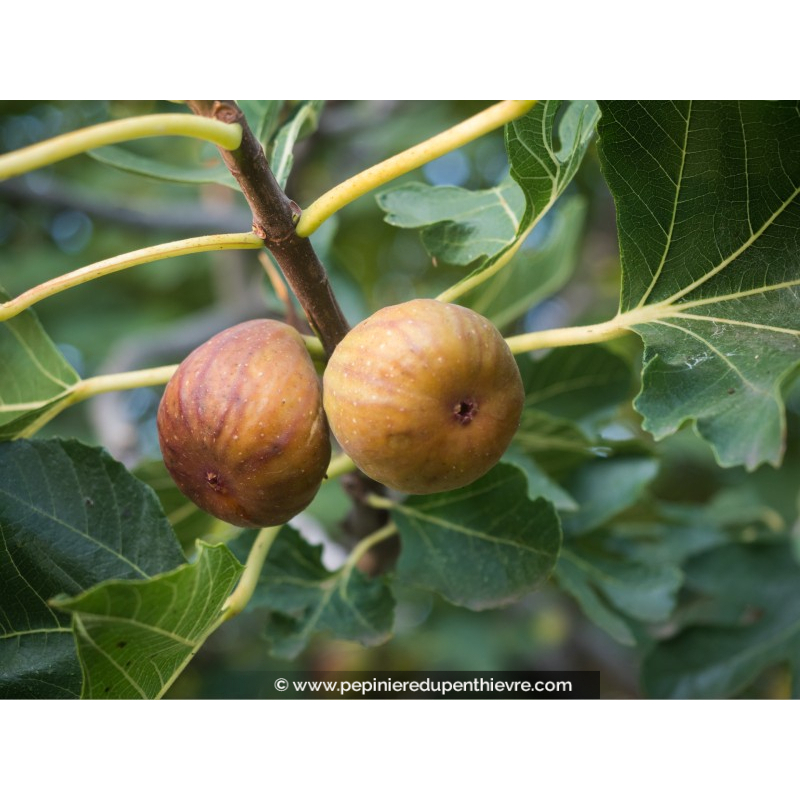 FIGUIER 'Madeleine des 2 saisons'