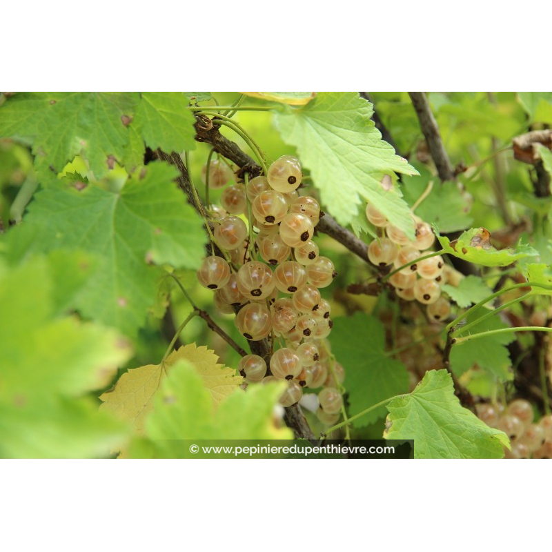 GROSEILLIER à grappes blanches 'Versaillaise Blanche'