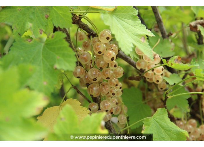 GROSEILLIER à grappes blanches 'Versaillaise Blanche'