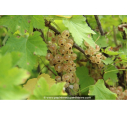 GROSEILLIER à grappes blanches 'Versaillaise Blanche'
