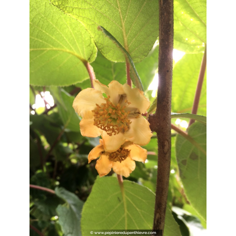 KIWI 'Tomuri' (mâle)