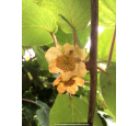 KIWI 'Tomuri' (mâle)