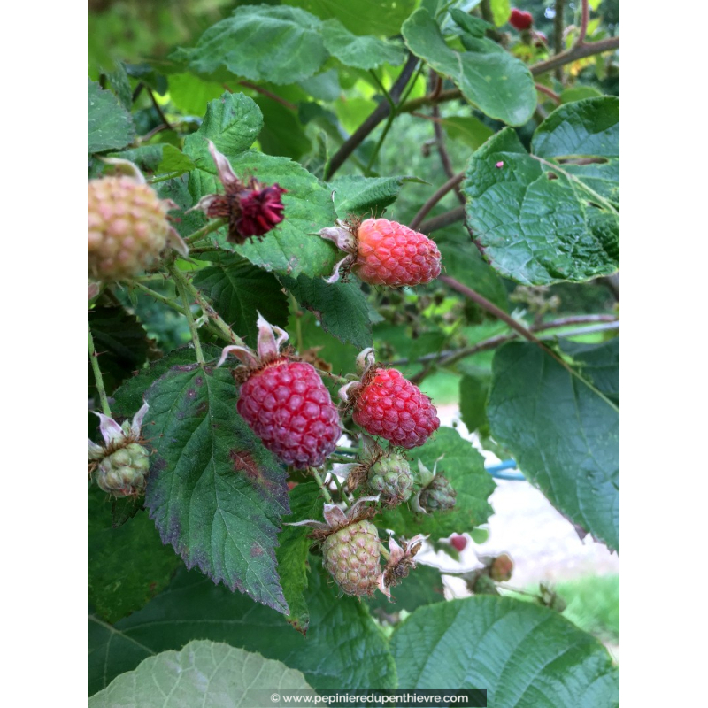 MÛRIER FRAMBOISIER 'Loganberry'