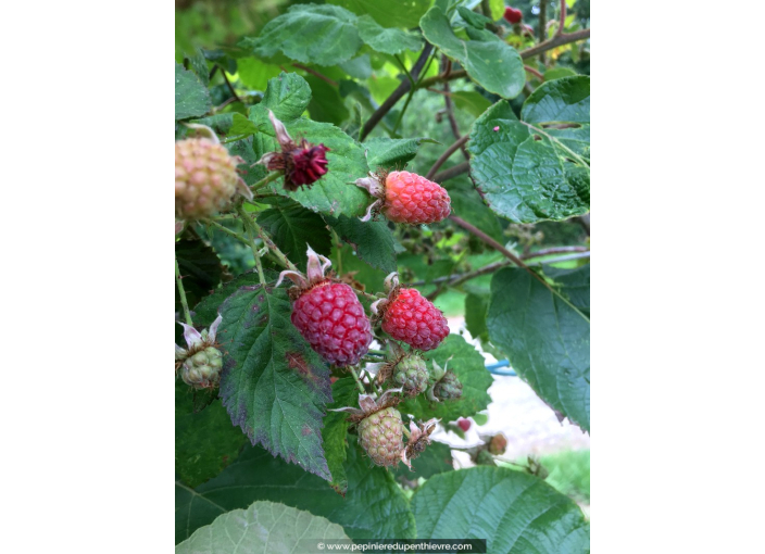 MÛRIER FRAMBOISIER 'Loganberry'