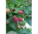 MÛRIER FRAMBOISIER 'Loganberry'