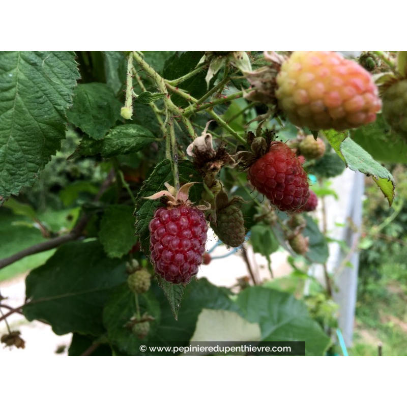 MÛRIER FRAMBOISIER 'Loganberry'