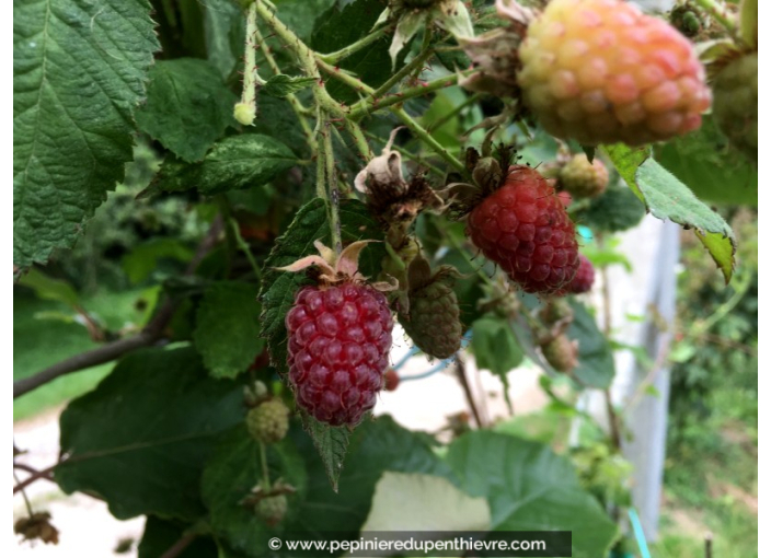 MÛRIER FRAMBOISIER 'Loganberry'