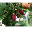 MÛRIER FRAMBOISIER 'Loganberry'