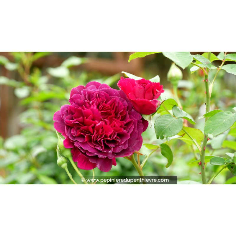 ROSIER 'William Shakespeare'®