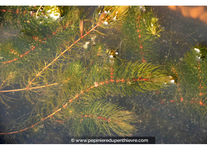 CERATOPHYLLUM demersum CERATOPHYLLUM demersum