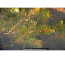 CERATOPHYLLUM demersum CERATOPHYLLUM demersum