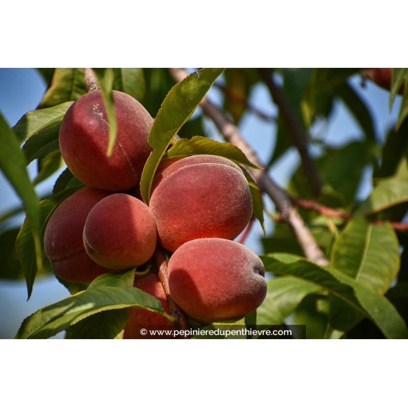 PÊCHER 'Grosse Mignonne'