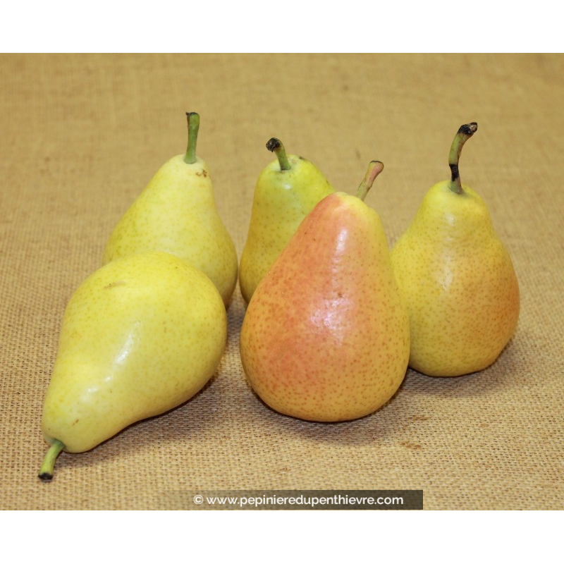 POIRIER 'Docteur Jules Guyot'