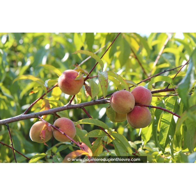PÊCHER 'Pêche de Vigne Blanche'