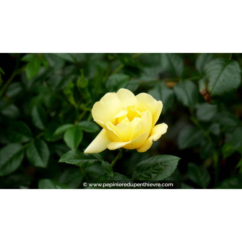 DECOROSIER® 'Suneva'