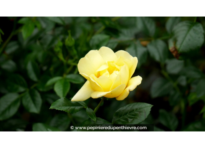 DECOROSIER® 'Suneva'