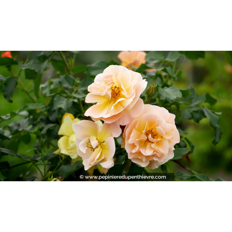 DECOROSIERS® 'Calizia'