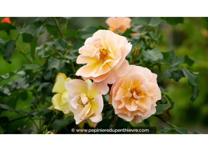 DECOROSIERS® 'Calizia'