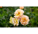 DECOROSIERS® 'Calizia' DECOROSIERS® 'Calizia'