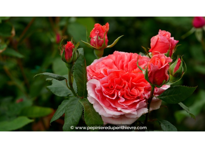 ROSIER 'Amour de Molène'® ROSIER 'Amour de Molène'®