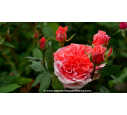 ROSIER 'Amour de Molène'® ROSIER 'Amour de Molène'®