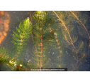 CERATOPHYLLUM demersum CERATOPHYLLUM demersum